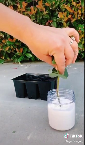 How to Propagate Silver Dollar Eucalyptus