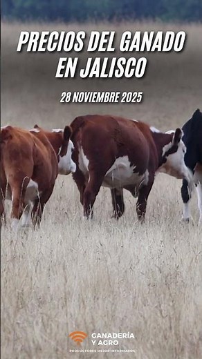 Livestock prices in Jalisco as of November 28, 2025