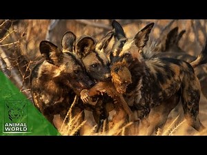 8 Brutal Eating Preys Alive Moments Of Wild Dog Pack | Animal World