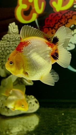 🔥Nueva línea de #oranda_gold_fish #elbarondelgoldfish