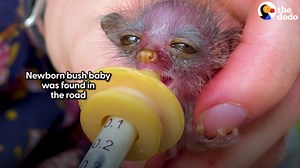 Tiniest Bush Baby Found In the Road