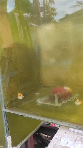 Magandang Ballon Molly Fish