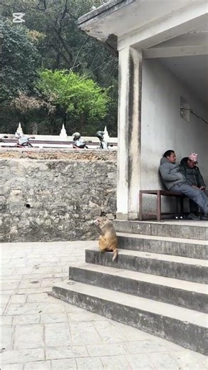 Monkey Le sprite pewdai 😆#pets#shorts#youtubeshort