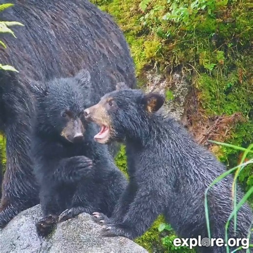 Happy Earth Day! 🌎 Join us at 1 p.m. ET / 10 a.m. PT for a special Earth Day livestream featuring incredible guests and giveaways. | explore.org
