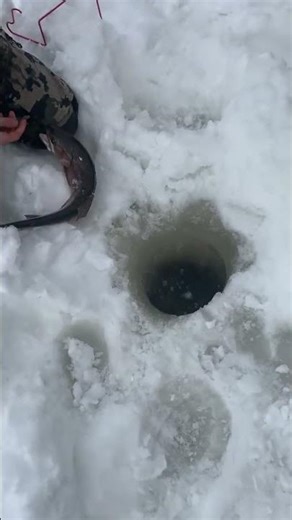 Fish and Fishing: Types of Fish and Modern Fishing Methods