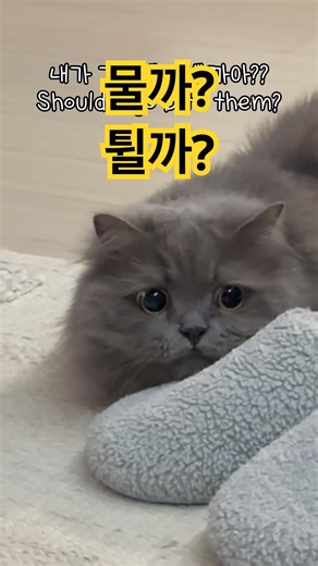 오늘의 치비 Today's Chibi | 용맹한 남매냥이.. 물까? 튈까? Brave sibling cats… bite or run?