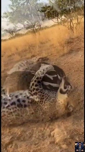 Leopard Attacks Fearless Badger in the Dark Wild #shorts #wildlife