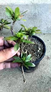 18K views · 91 reactions | Tips for breeding peonies with 100% success #flower #garden #plat #fyp #growth #home #rose #lowerflower #SoriyaLove #Originalflower | Sorry Love One | Facebook