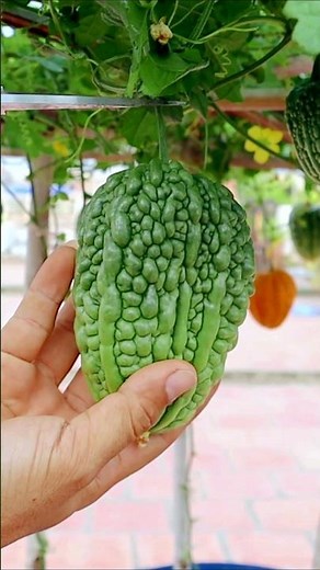 Growing Bitter Gourd from Seeds to Harvest