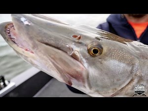 Green Bay Musky Trolling in Fall - Fishing in Titletown