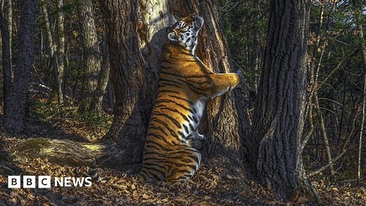 Hidden camera's hugging tiger wins wildlife photo award