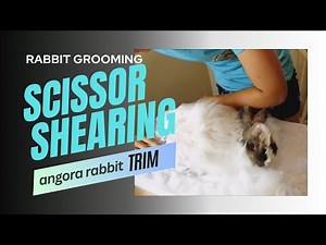 Angora rabbit shearing with scissors. How to trim angora for spinning.