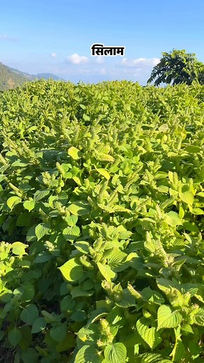 839K views · 25K reactions | सिलाम चाहिएमा सम्पर्क गर्नुहोला #facebookreel | Durga Lamsal | Facebook