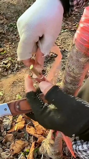 Orchard fruit tree grafting #graftingtechniques #grafting #fyp #plants | Grafting & Planting | Facebook