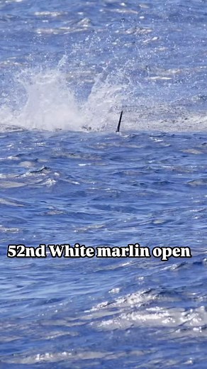 Wild one at the 52nd annual White Marlin Open. #marlinfishing #vikingyachtscompany #offshorefishing #marlintournament #billfishing #whitemarlinopen #freemanboatworks #whitemarlin #offshorefishing #fishing #fish | Team Harvey Fishing