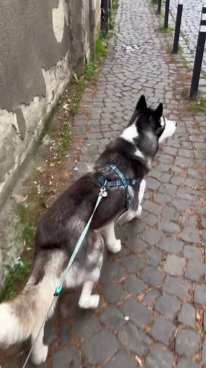 #husky #бесячийриелтор