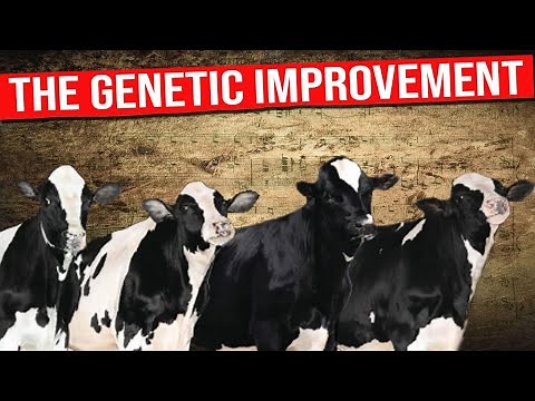 🔴 HOLSTEIN Breed Genetic Improvement Techniques and Advances for Breeding Better Dairy Cows ✅