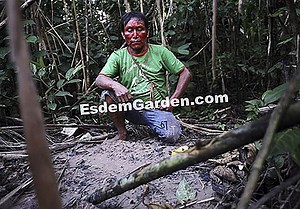 Oca Uit Peru: Planten, Groeien En Oogsten 🌿 Alles Over Tuinieren En Tuinontwerp - 2025