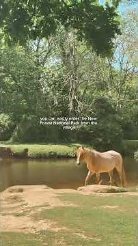 How to visit the new forest without a car 🐴🌳