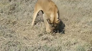 Animal Channel Videos on Reels