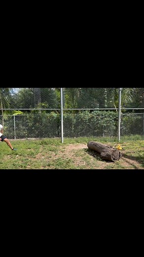 12K views · 22 reactions | Come meet and play with our rare New Guinea Singing dog pups  | Zoological Wildlife Foundation | Facebook