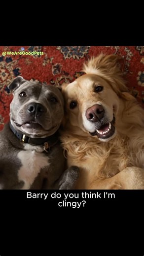 The Chuck & Barry Show 🎬 on Instagram: "Chuck & Barry 🐶🐶 reminding you: clingy = love So…who’s more clingy in your house, you or your dog?"