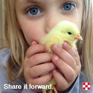 6.5K views · 242 reactions | Chickens are perfect for the classroom. Create a Chick Flick video and we will donate chicken feed to schools. Make #YourChickFlick at www.YourChickFlick.com. | Purina Flock | Facebook