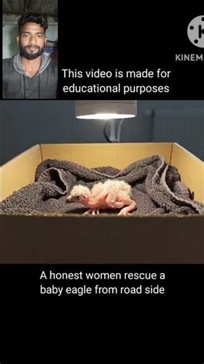 A baby eagle rescue from🙏🙏@rescueanimalsw#shorts