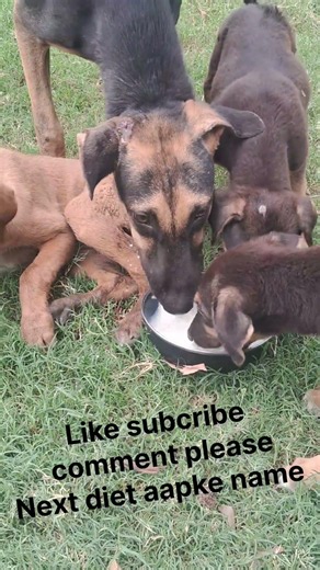 #dogshorts #doglife #animal #trading