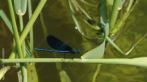 The beautiful demoiselle spreading its wings while on the stem of the plant in Estonia