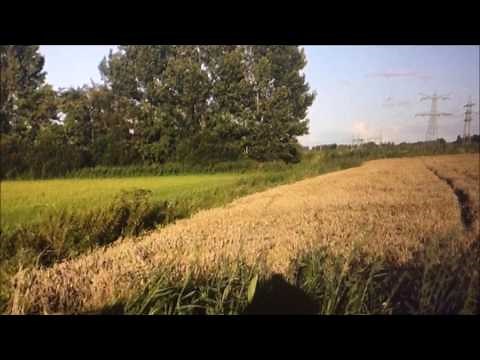 A Brilliant Light-Ball Making A Small Crop Circle