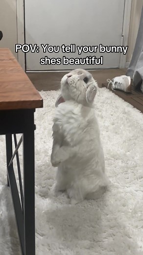 Understanding Holland Lop Rabbit Characteristics