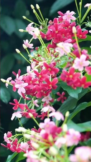 The Magical Bloom of Rangoon Creeper 🌿✨