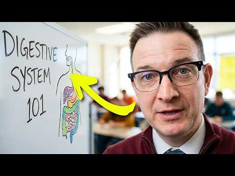 Digestive System Anatomy | Stomach, Liver, Pancreas & More
