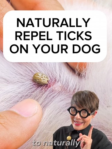 #howto naturally repel #ticks from your #dog | apple cider vinegar