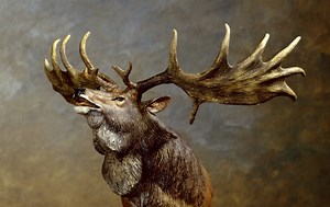 Irish Elk Facts