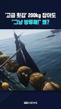 Why are 200kg 'premium sashimi' bluefin tuna being released back into the sea? #shorts
