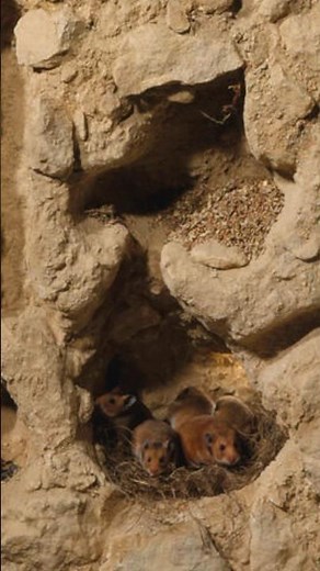 How much Bedding? #hamsters #pets #fyp