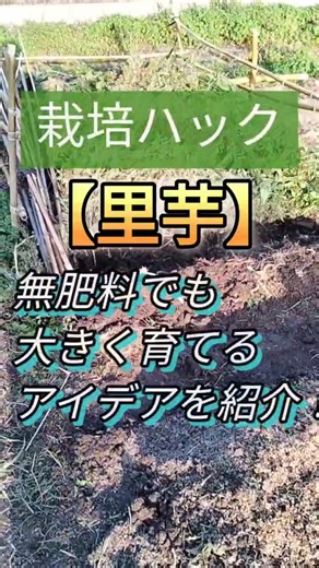 【里芋/栽培ハック】無肥料でもぐんぐん育つ。#里芋#無肥料#アースイーターズ #家庭菜園 #農業 #自然農
