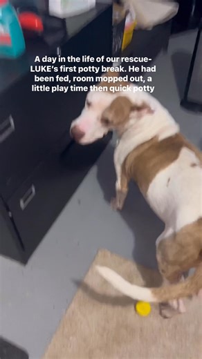 This was originally filmed at 7:15am. Just a day in the life at our rescue😊💜🐾💜 | Paw Angels Inc