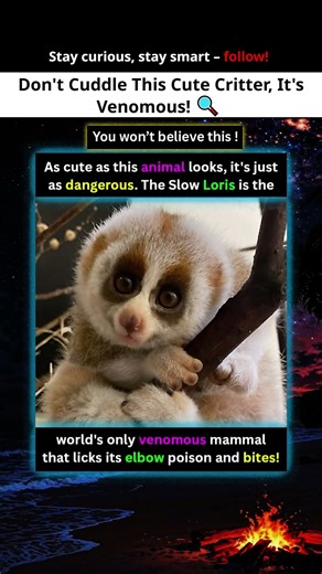 The Slow Loris Lick, Poison, Bite!, World's Only Venomous Mammal, #facts #shorts #viralshorts