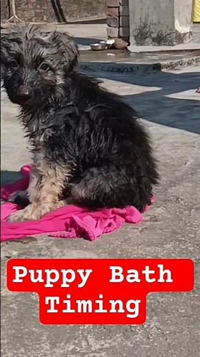 How Often Should You Bathe Your Puppy | Puppy Bath Right Timing #germanshepherd #puppycare #puppy...