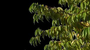 Autumn trees with yellow leaves swaying in the wind with transparent background