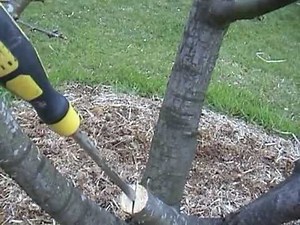cleft grafting of a 10-year-old cherry tree