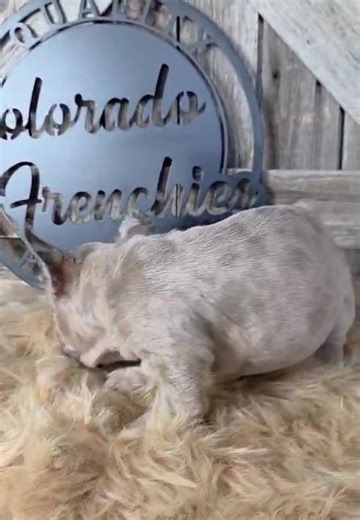 So handsome lking for his forever family soon!! www.coloradofrenchies.com Digital Image | Colorado Frenchies | Facebook