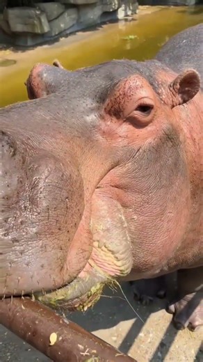 pupu ko chota sa gole de #food #facts