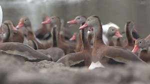 Black bellied whistling ducks flocking to New Orleans, Metairie parks