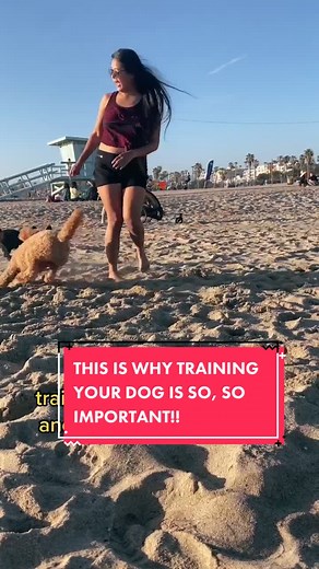 WHEN THEY ASK “HOW!?” THE ANSWER IS TRAINING! #dogs #dogtraining #doglover #goldendoodle #puppy #dogtrainer #fyp #frenchie #takeabite #petsontiktok