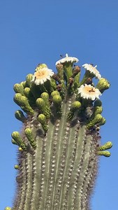 The Arizona Desert. Cactus flowers are a rich source of pollen and nectar, attracting a variety of bees, and some bees even rely specifically on certain cactus species for their survival. | Dean Croke