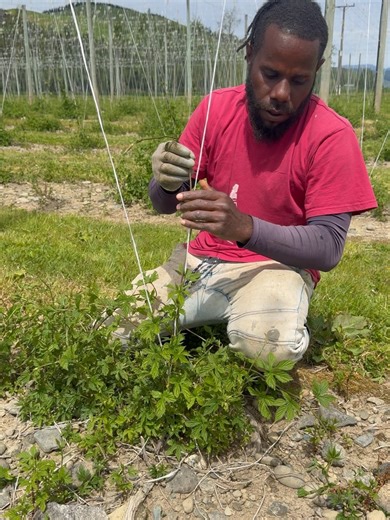 2.4K views · 14 reactions | NZ Hops Ltd on Reels | Facebook